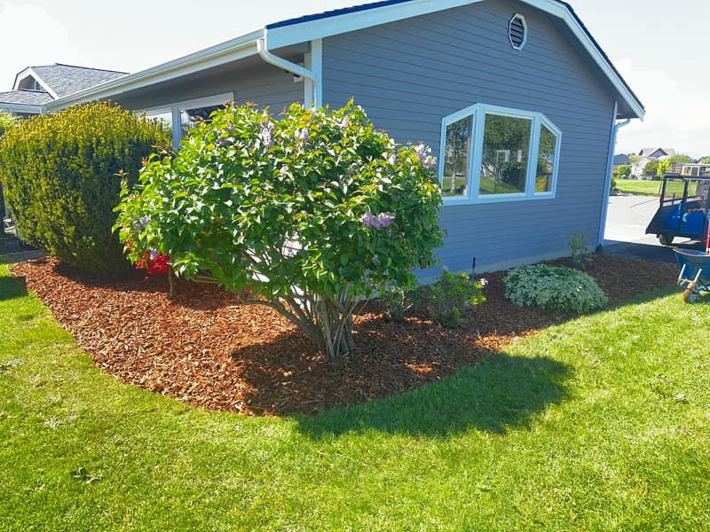 Curved curbside landscape bed with lilac plantings, mulch, and fresh edging in front of a blue house in Sequim, Washington