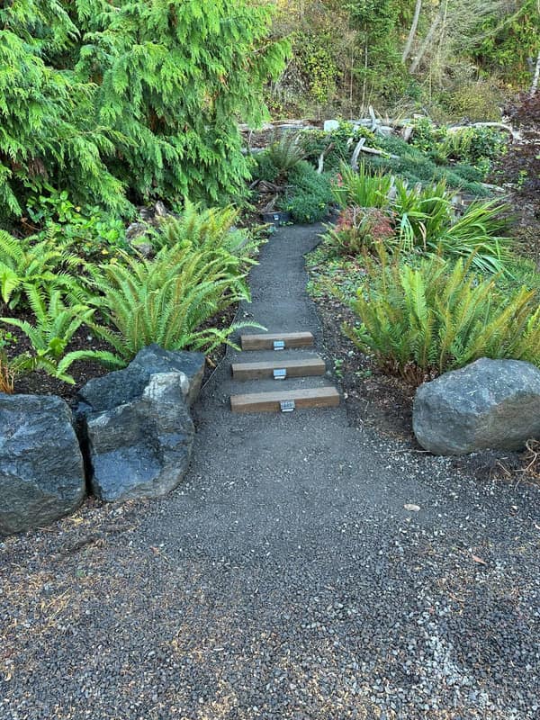 Natural-stone garden path with rough-timber tie steps through a fern garden — Peninsula hardscape build