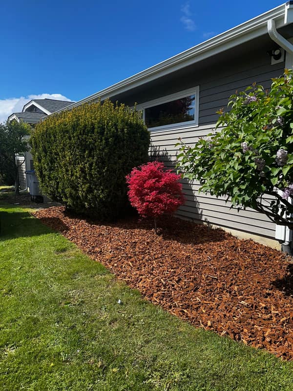 Front-yard ornamental bed with red Japanese maple, fresh mulch, and accent plantings — Port Angeles, WA install