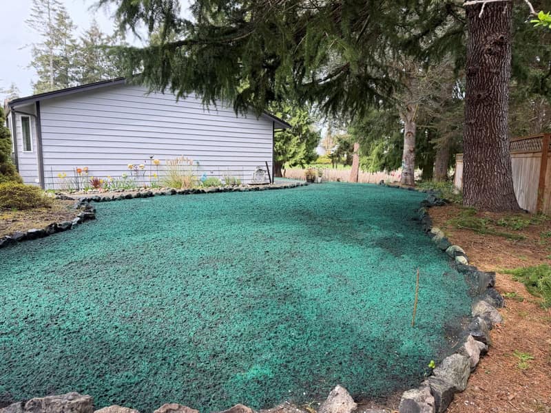 Freshly applied green hydroseed lawn install across a graded yard — Olympic Peninsula property