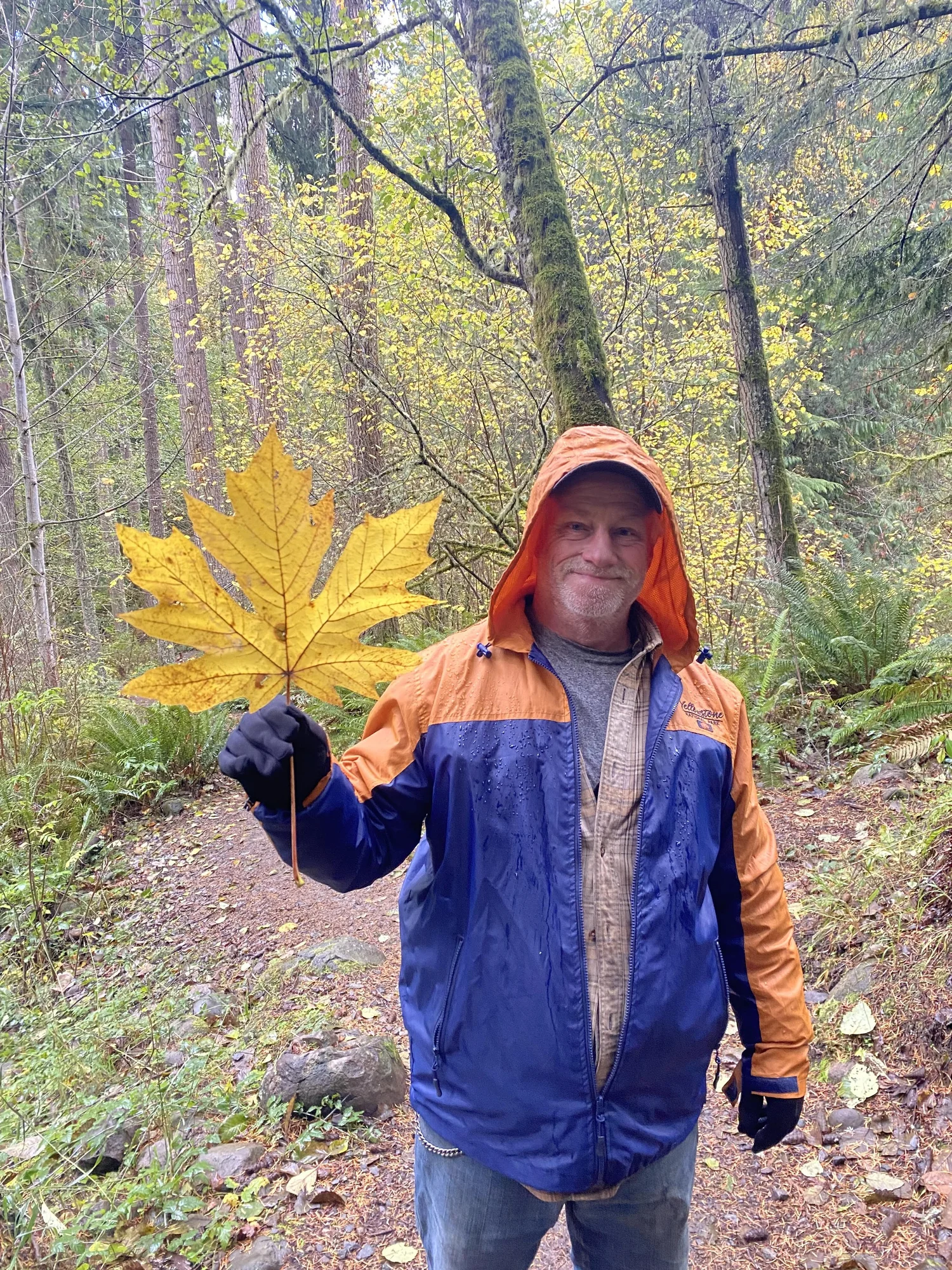 Tim Hunsaker in the forest holding a large bigleaf maple leaf
