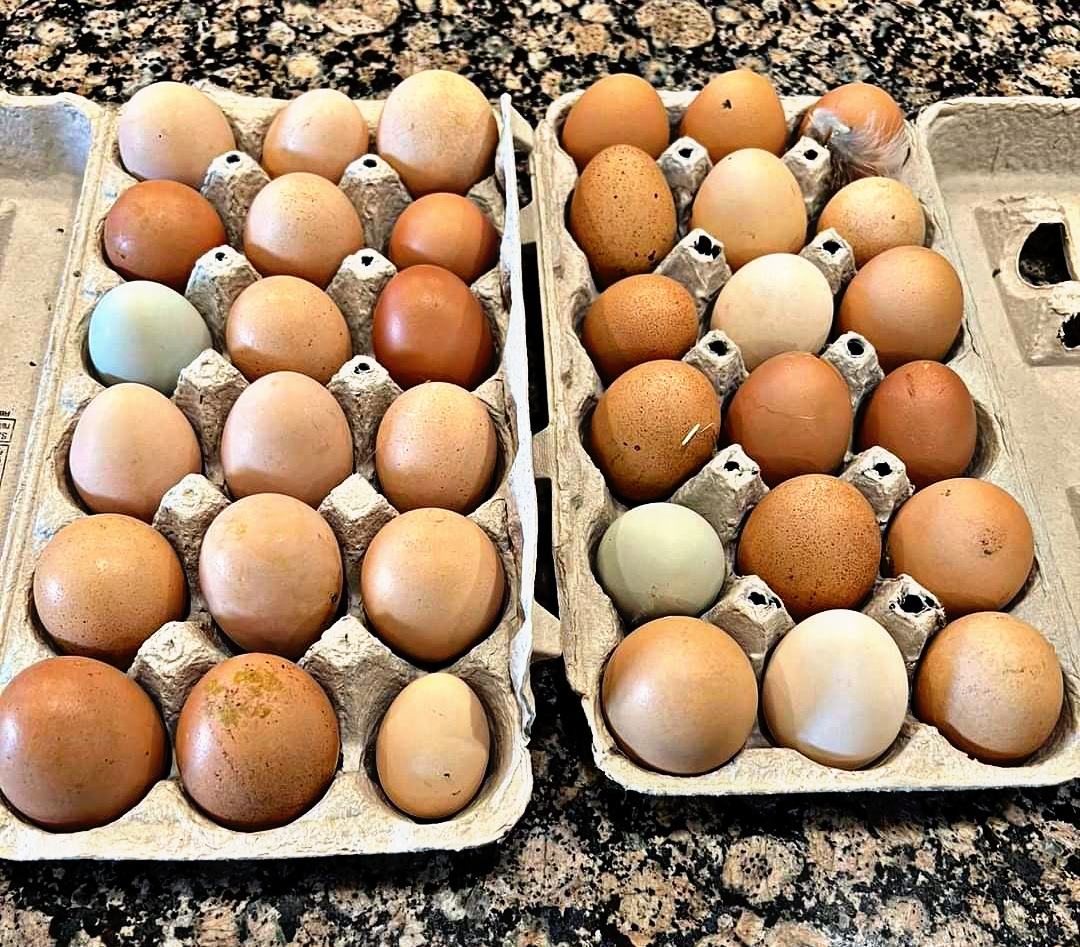 Two cartons of multi-colored fresh eggs from KR Ranches
