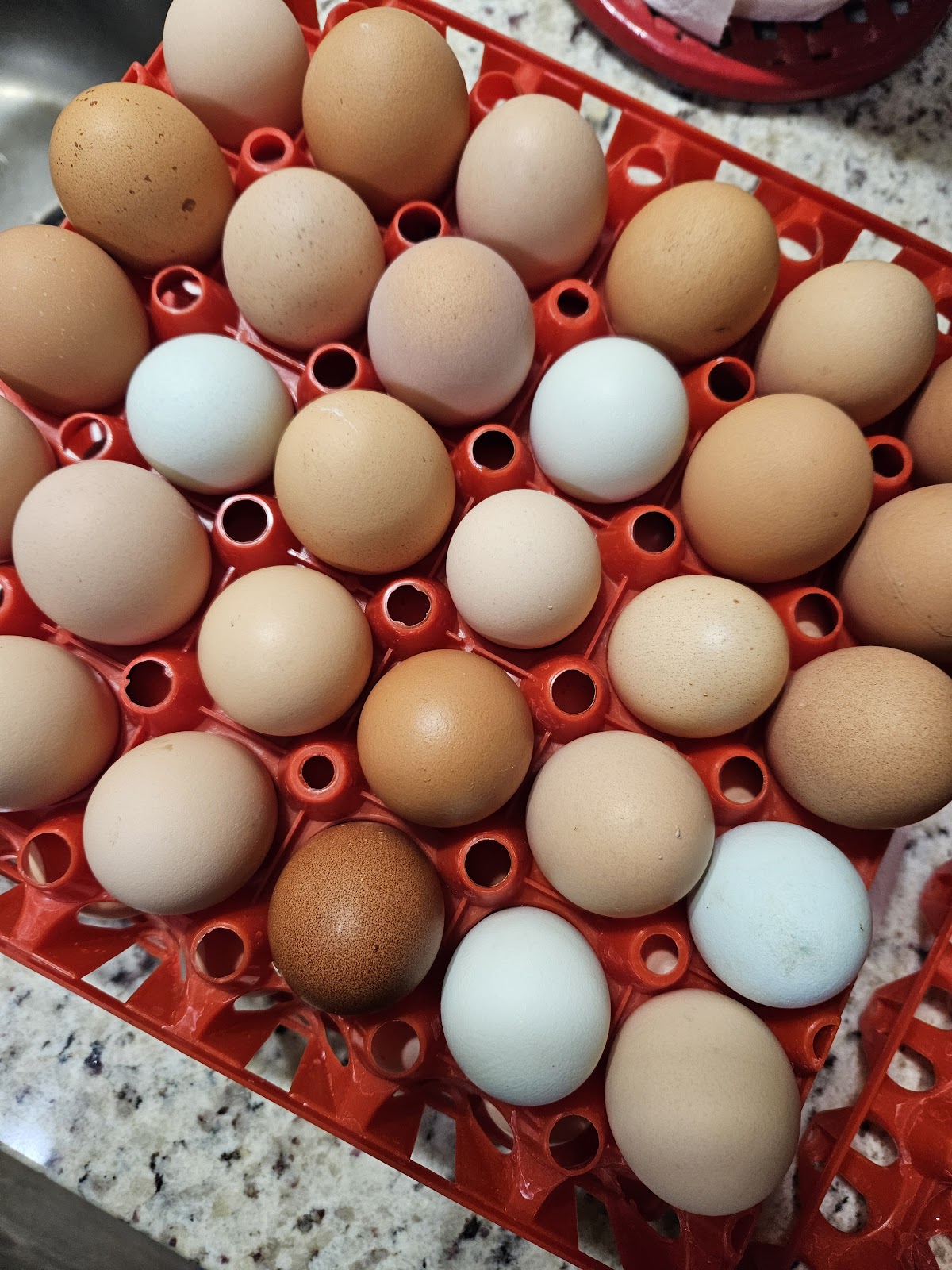 Tray of fresh KR Ranches eggs in collection tray