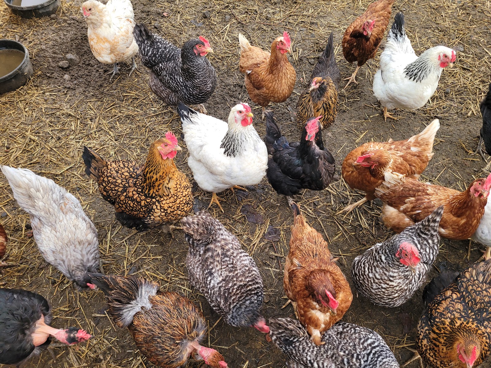 The KR Ranches heritage chicken flock at the Prosser, WA family ranch