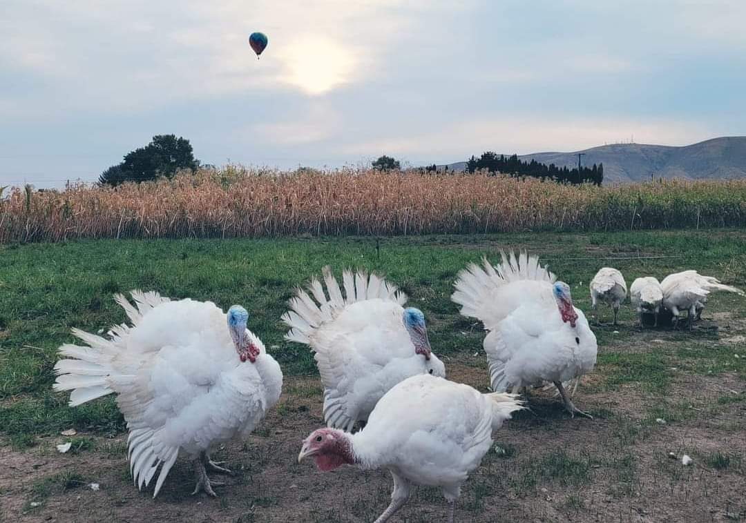 Pasture-raised turkeys at the KR Ranches farm in Prosser, WA