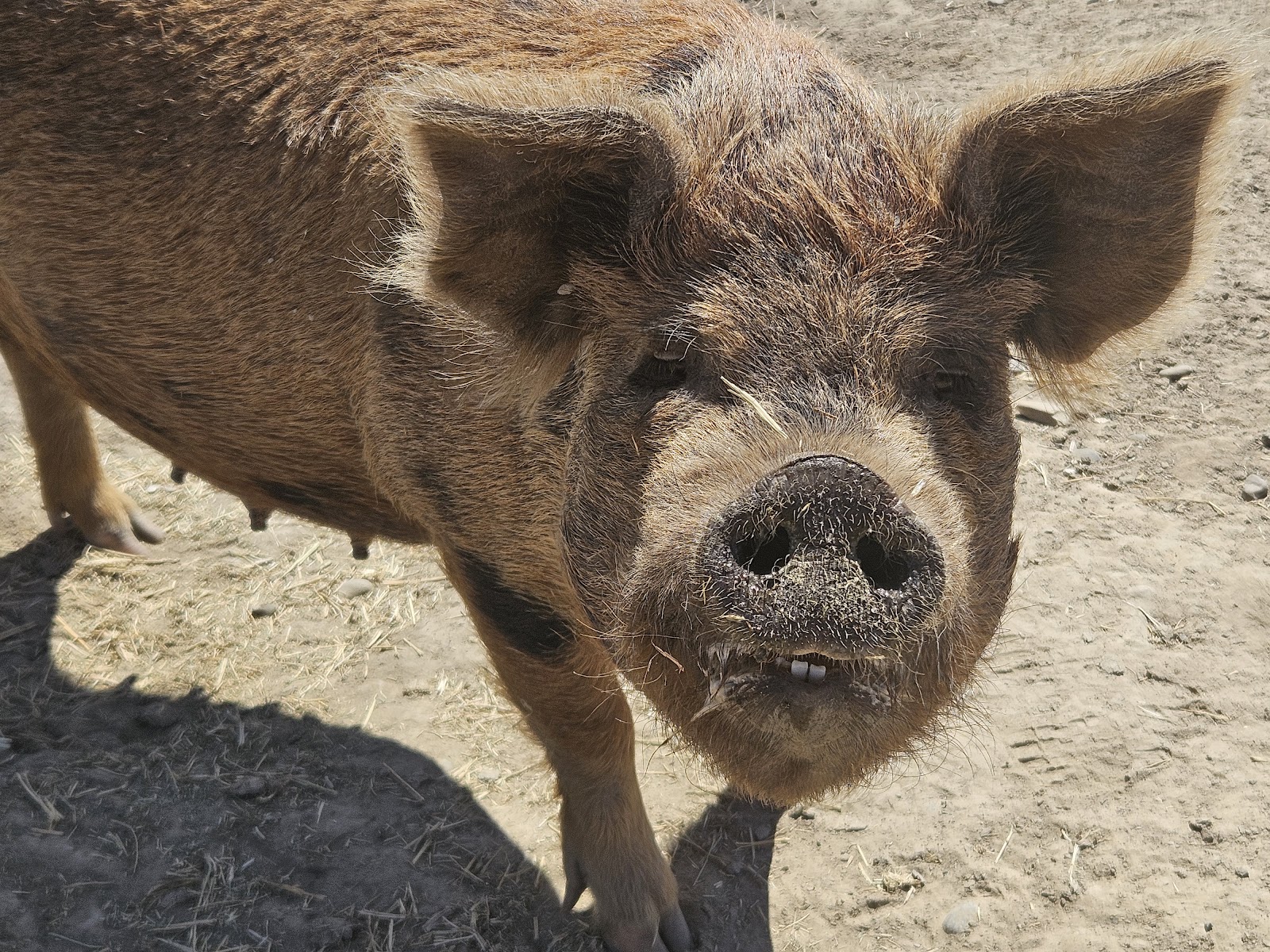 Heritage pasture-raised pig at KR Ranches